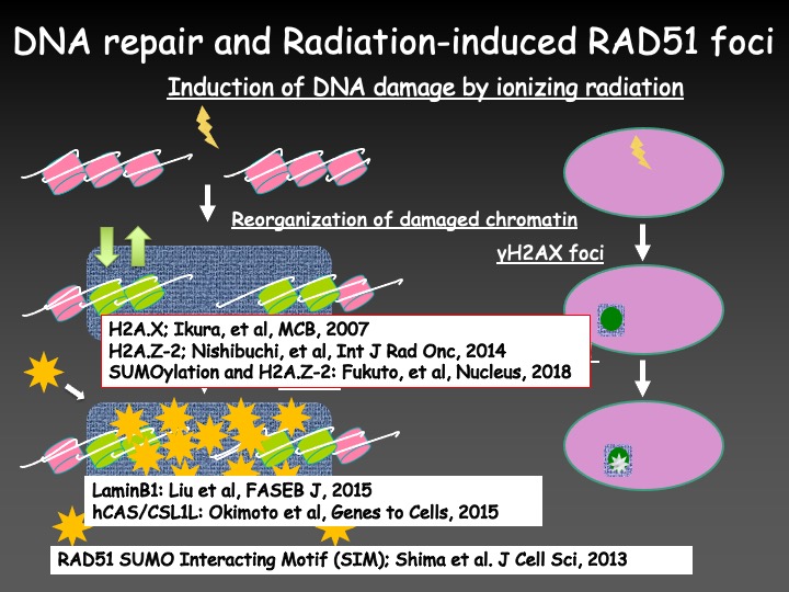 research institute for radiation biology and medicine